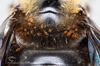 Media type: image;   Entomology 810641 Aspect: Pronotum dorsal